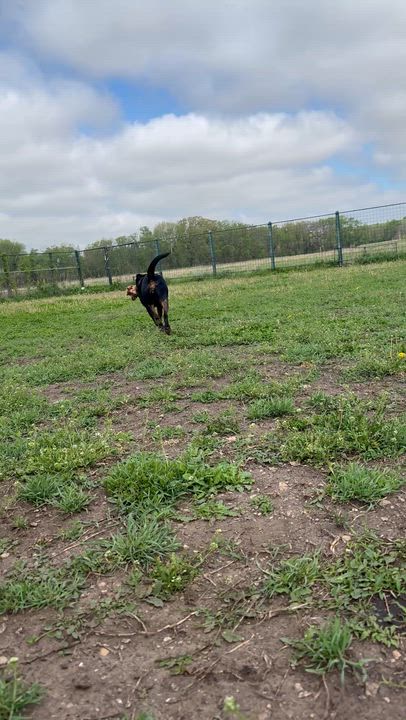 Enlarge Mango, a ADOPTABLE mixed breed in Leon, KS video 2/5