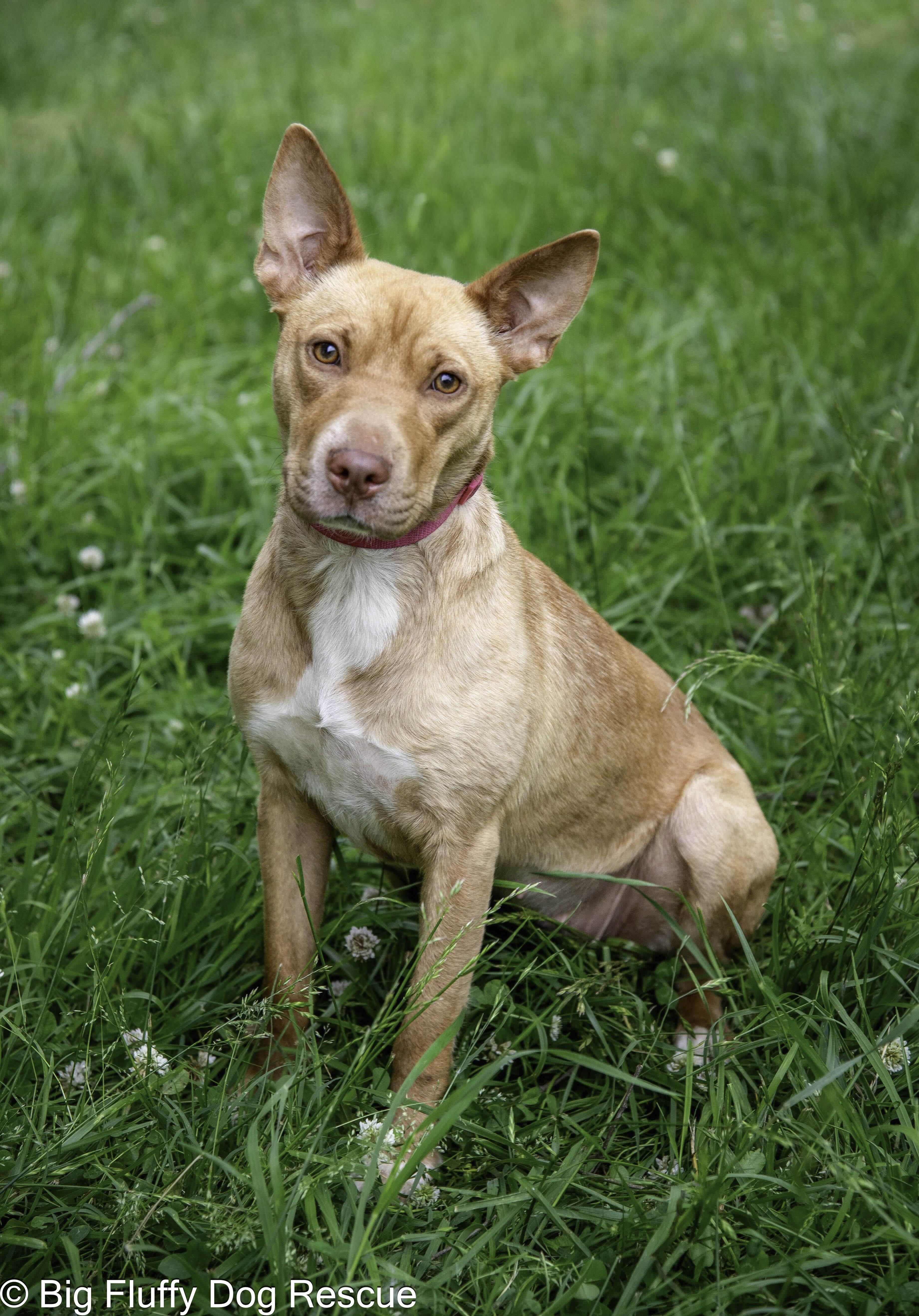 Camper, Adopted, Young Female Terrier.