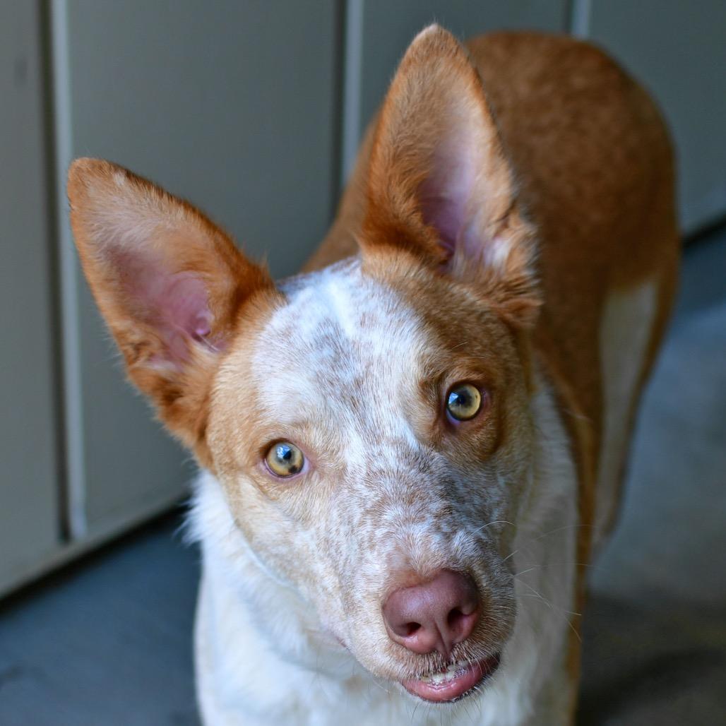 Pumpkin, Adoptable, Adult Male Cattle Dog.