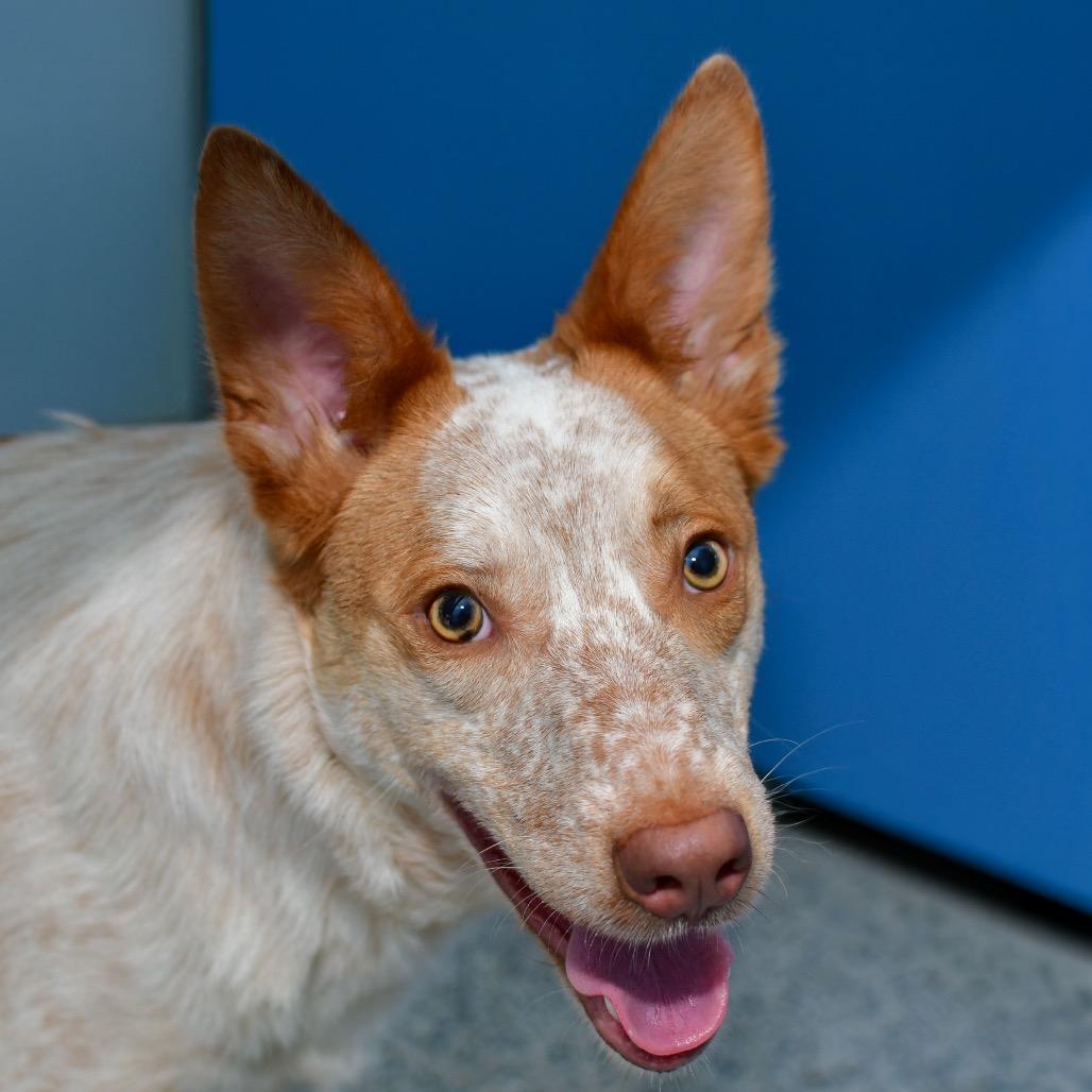 Enlarge Pumpkin, a Adoptable Cattle Dog in Ottawa, KS image 2/3