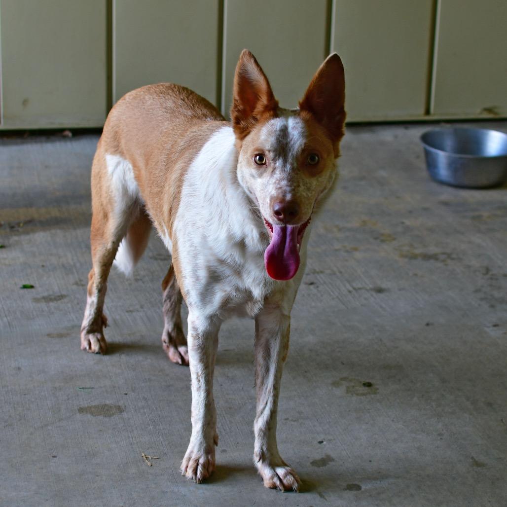 Enlarge Pumpkin, a Adoptable Cattle Dog in Ottawa, KS image 3/3