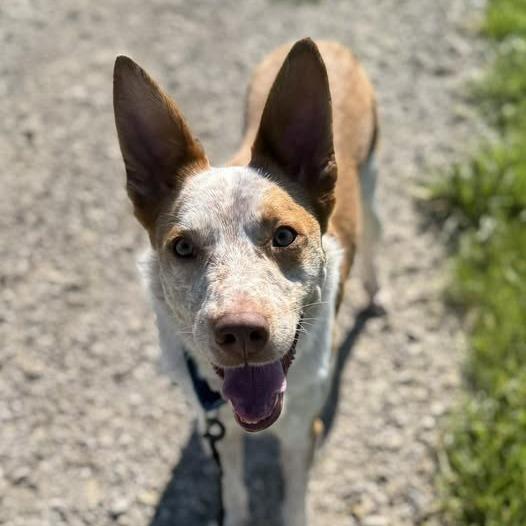 Pumpkin, a Adoptable Cattle Dog in Ottawa, KS image 4/4