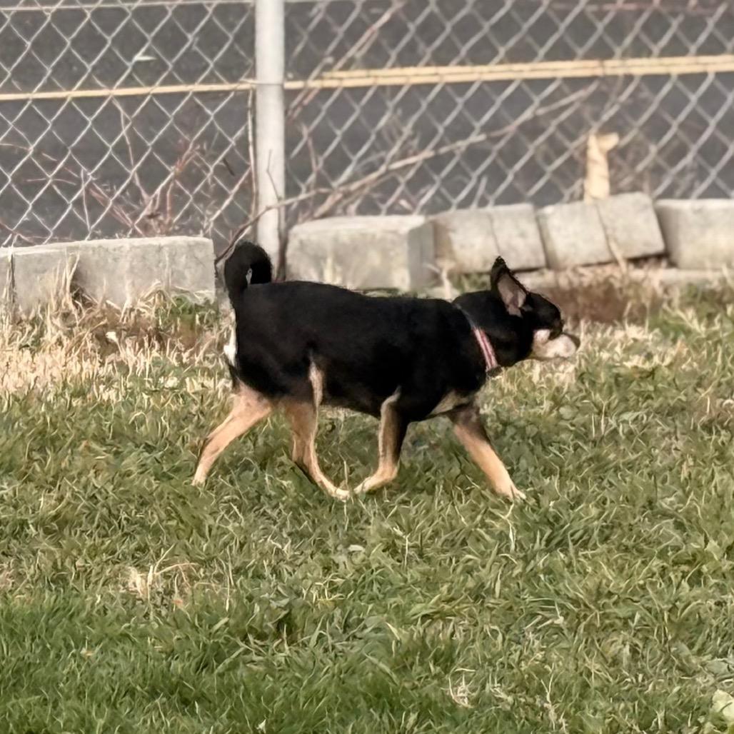 Enlarge Buster, a Adoptable Chihuahua in West Richland, WA image 1/4