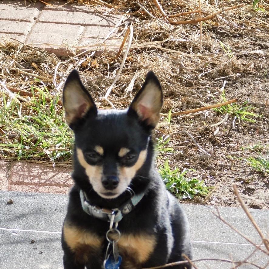 Enlarge Buster, a Adoptable Chihuahua in West Richland, WA image 2/4