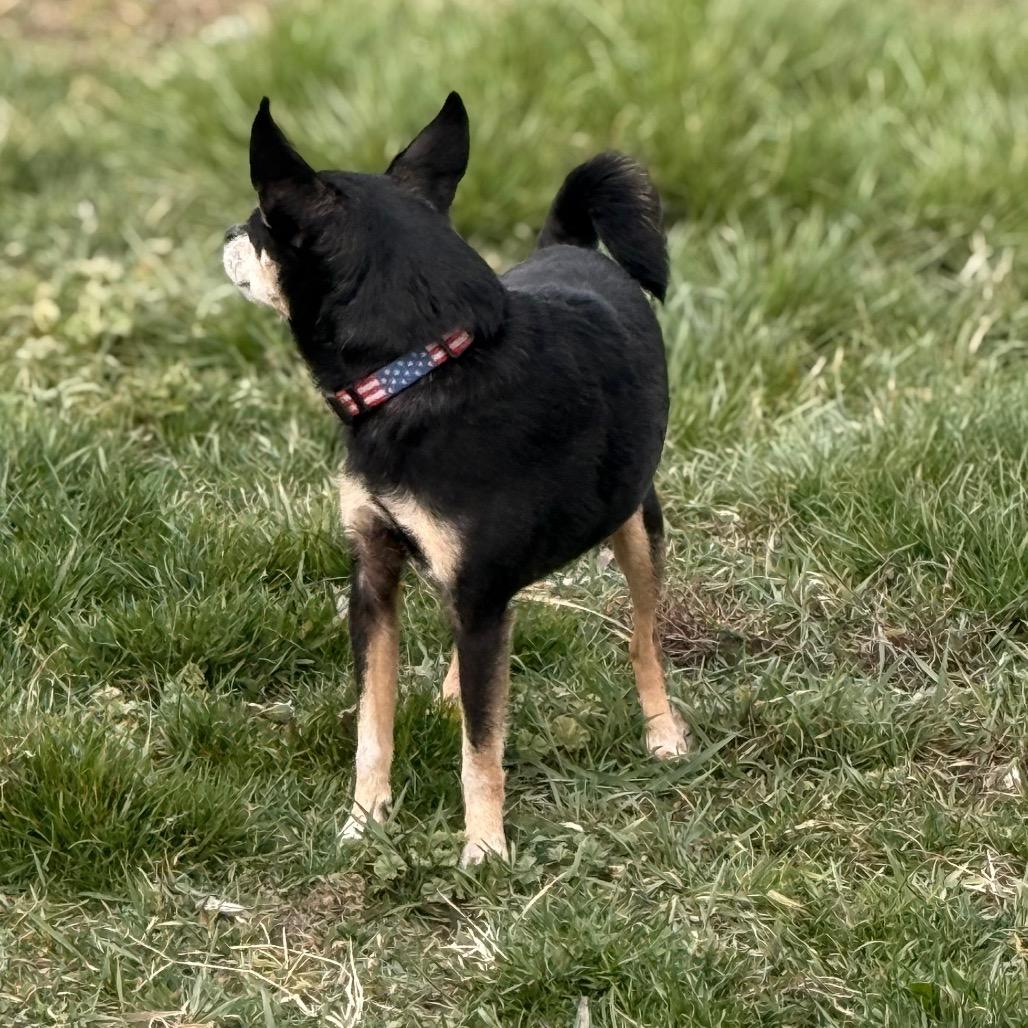 Enlarge Buster, a Adoptable Chihuahua in West Richland, WA image 3/4