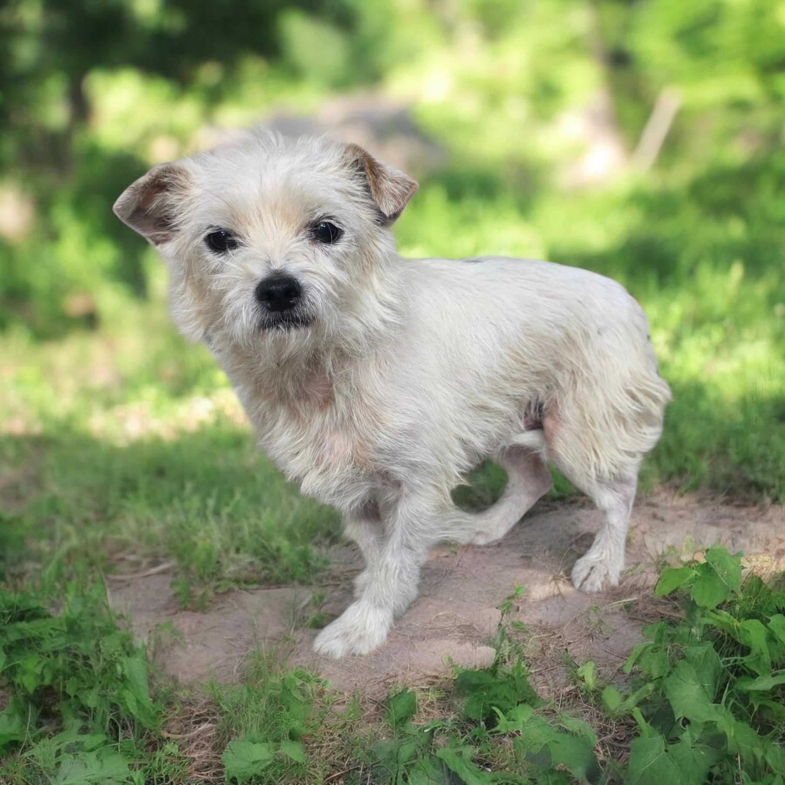 Watson - PENDING, adopted, Adult Male Miniature Schnauzer & Jack Russell Terrier.