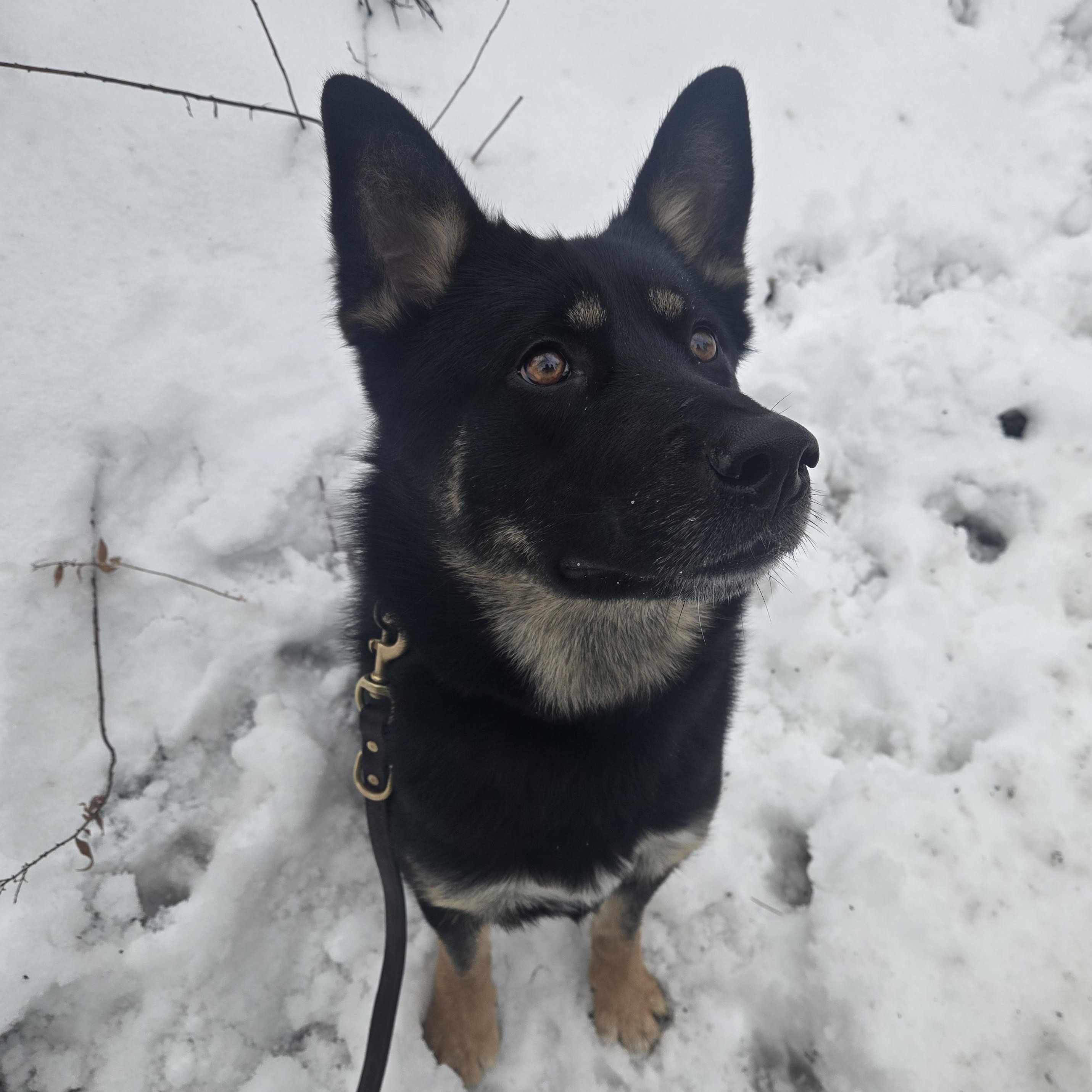 Enlarge Molly, a Adoptable mixed breed in Honesdale, PA image 1/5