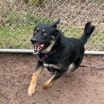 Molly, a Adoptable mixed breed in Honesdale, PA image 4/4