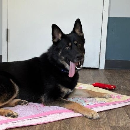 Molly, an adopted mixed breed in Honesdale, PA image 1/5