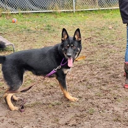 Molly, a Adoptable mixed breed in Honesdale, PA image 2/4