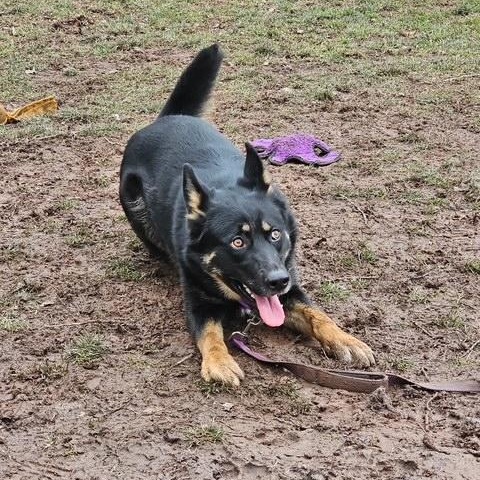 Molly, a Adoptable mixed breed in Honesdale, PA image 3/4