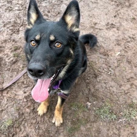 Molly, Adoptable, Adult Female German Shepherd Dog & Husky.