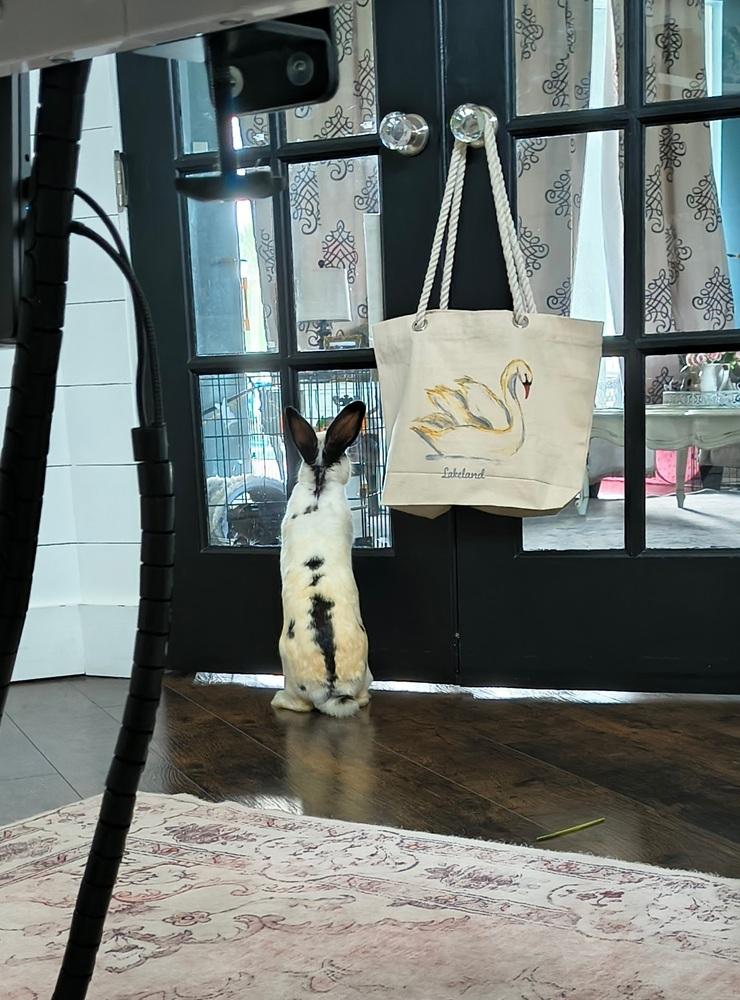 Maelle, Adopted, Young Female Bunny Rabbit.