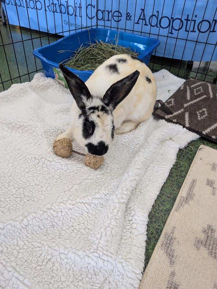 Enlarge Maelle, a Adopted Bunny Rabbit in Longwood, FL image 2/6