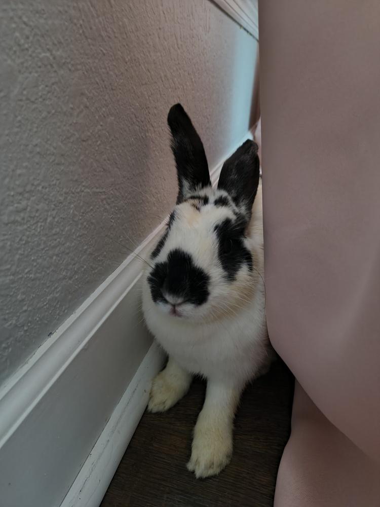 Enlarge Maelle, a Adopted Bunny Rabbit in Longwood, FL image 3/6