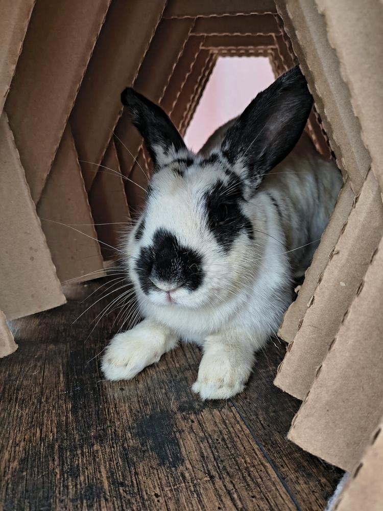 Enlarge Maelle, a Adopted Bunny Rabbit in Longwood, FL image 4/6