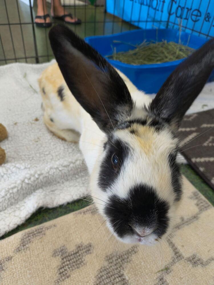 Enlarge Maelle, a Adopted Bunny Rabbit in Longwood, FL image 5/6