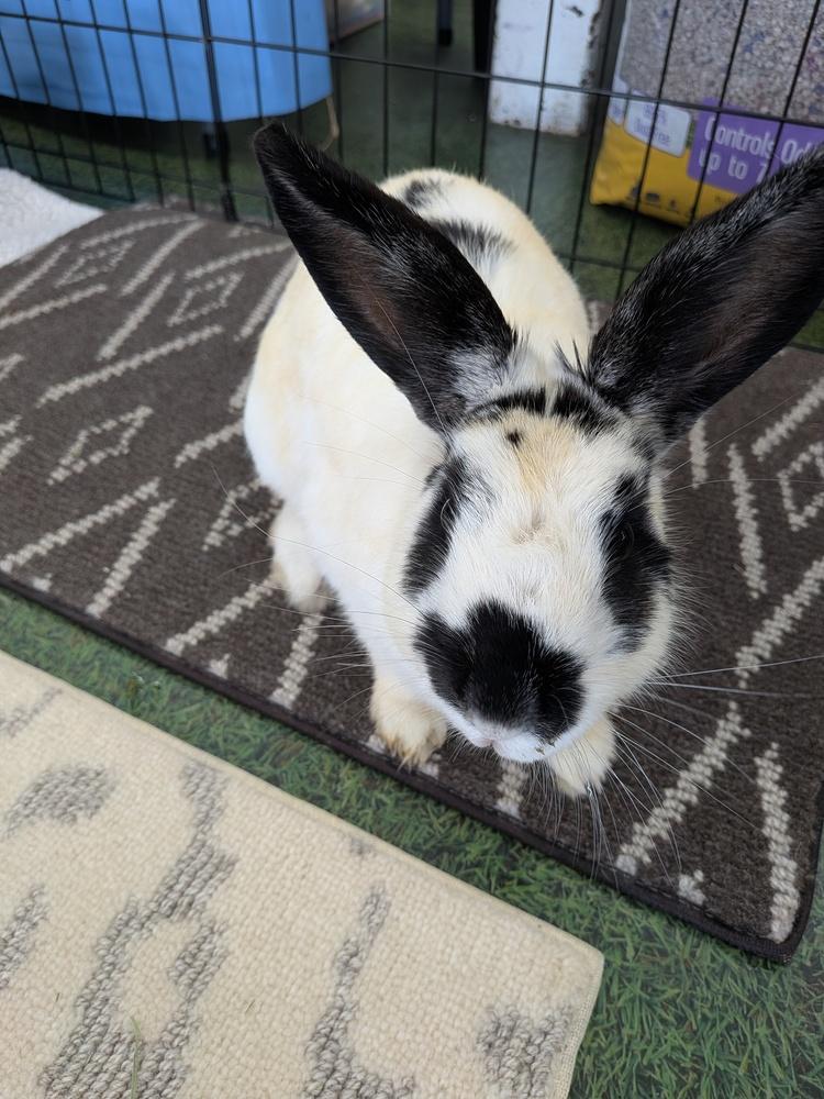 Enlarge Maelle, a Adopted Bunny Rabbit in Longwood, FL image 6/6