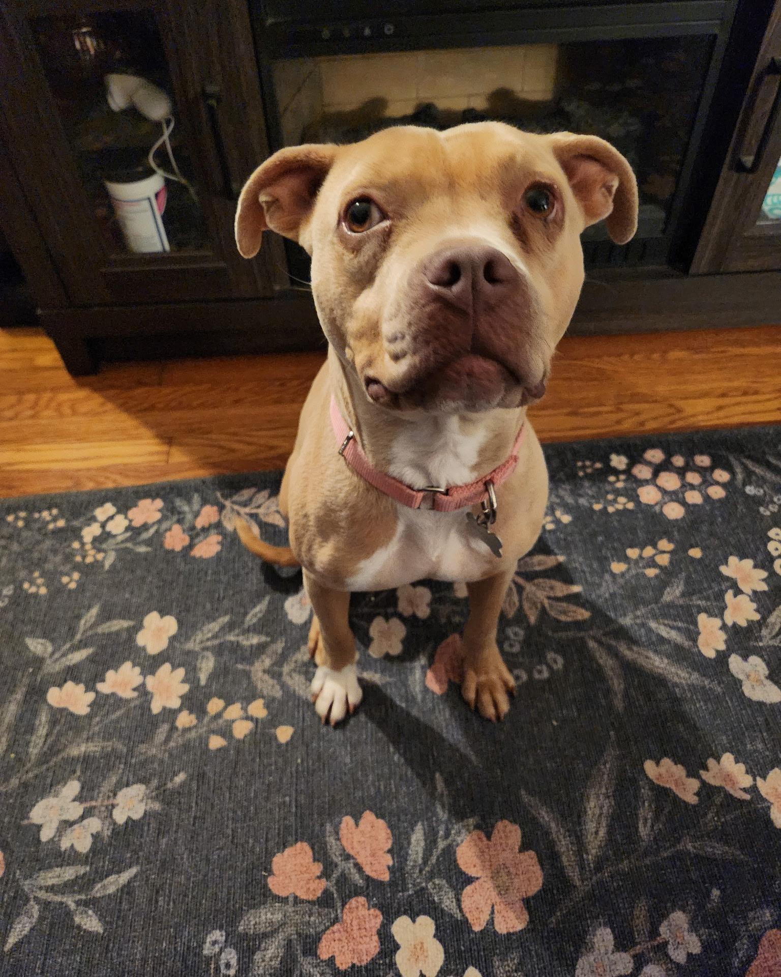 Enlarge Lil Debbie, a Adoptable Pit Bull Terrier in Richmond, VA image 5/6