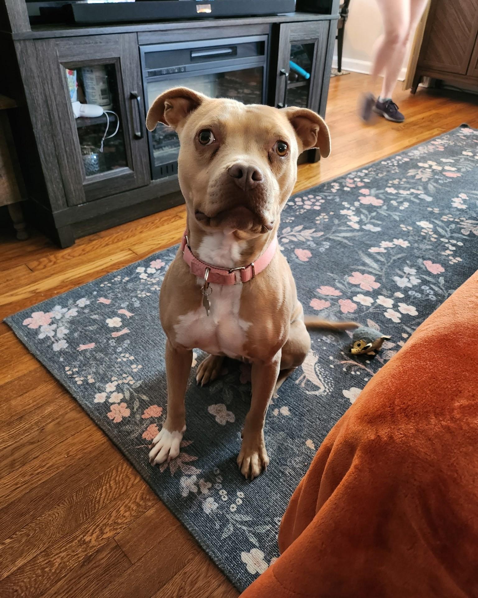Enlarge Lil Debbie, a Adoptable Pit Bull Terrier in Richmond, VA image 3/6