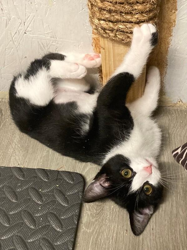 Enlarge Bun Bun, a Adoptable Manx in Westminster, CO image 2/4