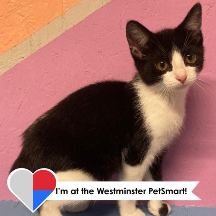 Enlarge Bun Bun, a Adoptable Manx in Westminster, CO image 1/4