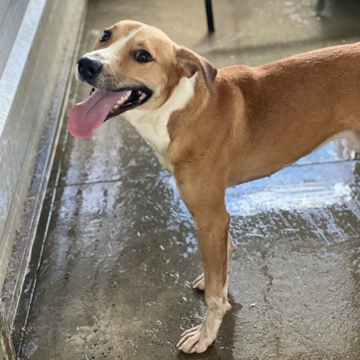 Rocco, a Adoptable mixed breed in San Juan, PR image 1/9