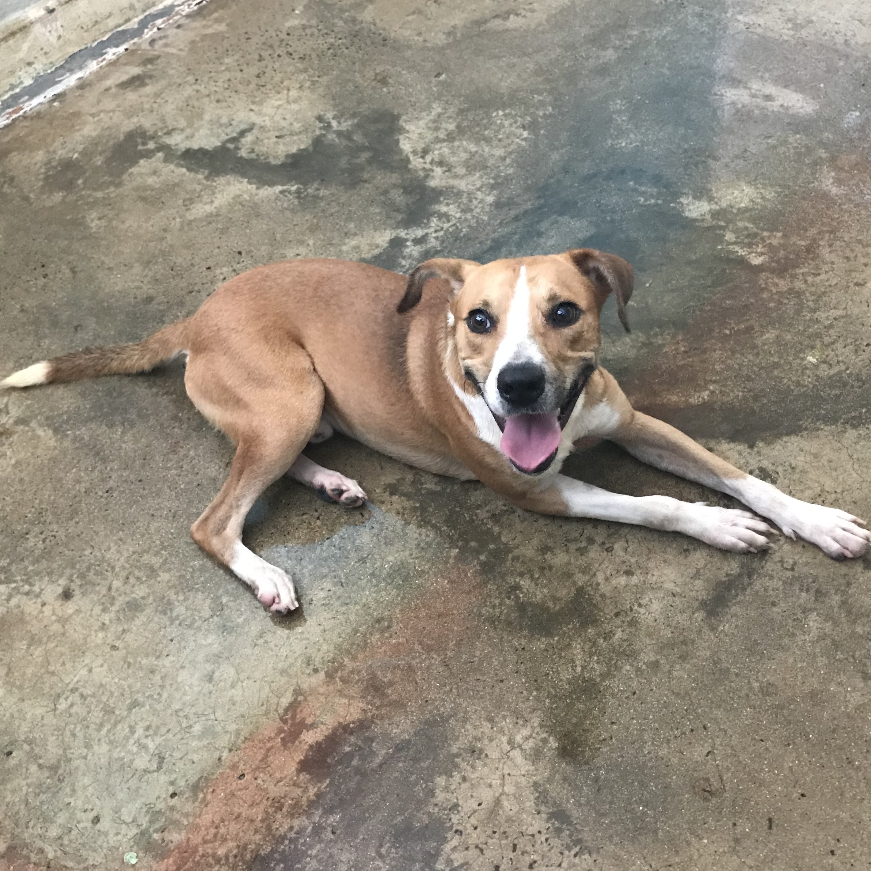 Rocco, a Adoptable mixed breed in San Juan, PR image 2/9