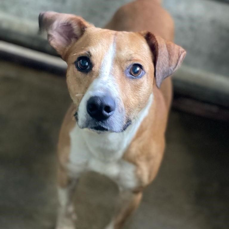 Rocco, a Adoptable mixed breed in San Juan, PR image 3/9