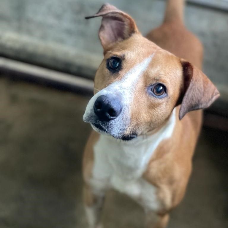 Rocco, a Adoptable mixed breed in San Juan, PR image 4/9
