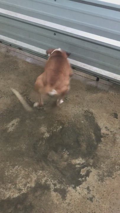 Enlarge Rocco, a Adoptable mixed breed in San Juan, PR video 9/9