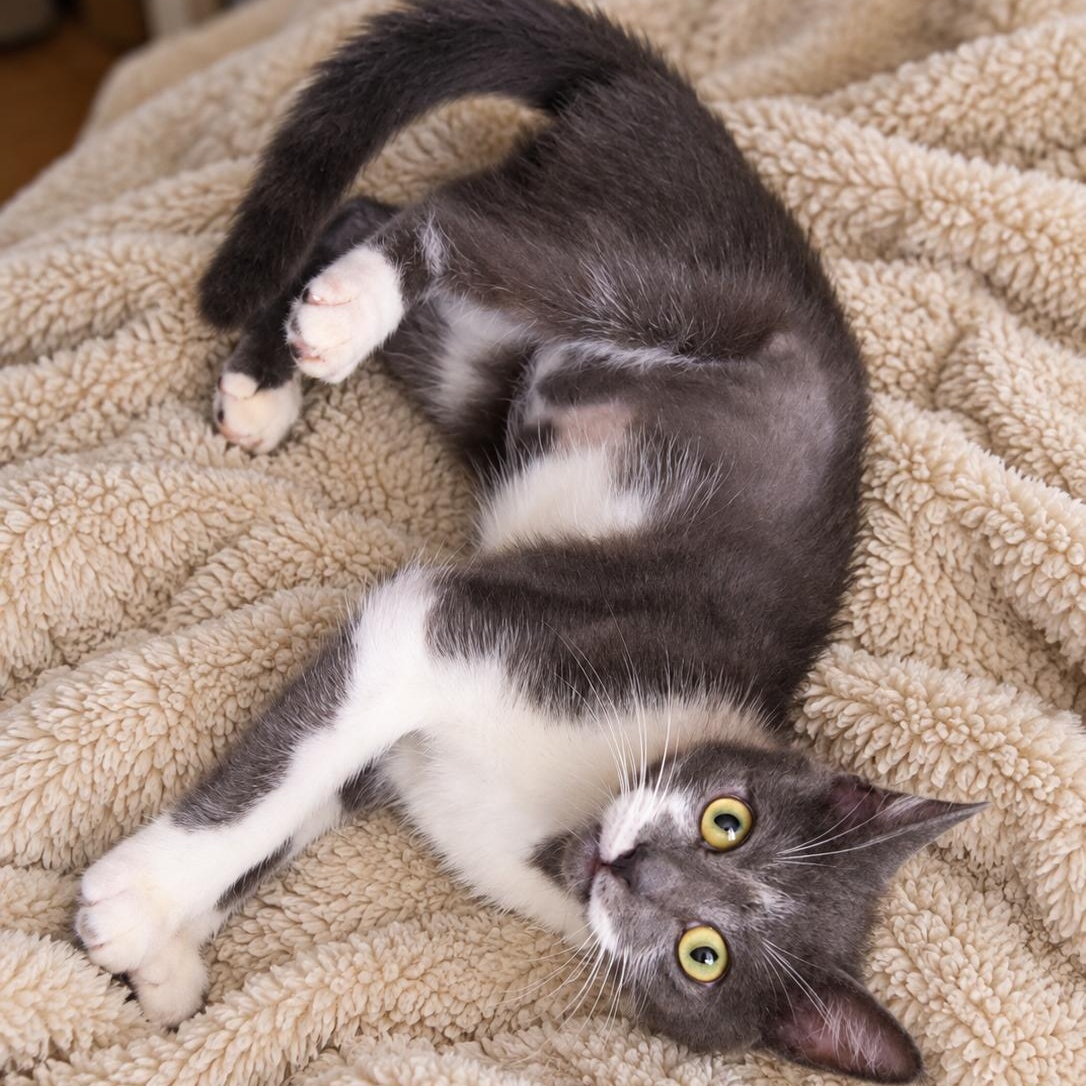 Enlarge Grace, a Adoptable Domestic Short Hair in highlands ranch, CO image 3/6