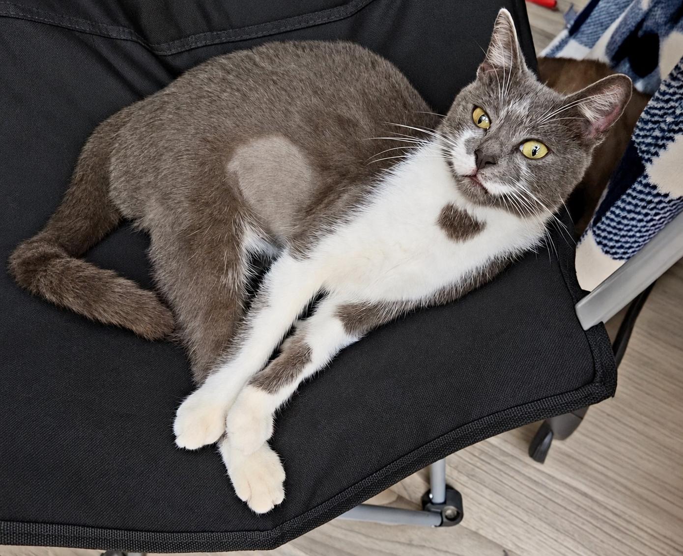 Enlarge Grace, a Adoptable Domestic Short Hair in highlands ranch, CO image 2/6