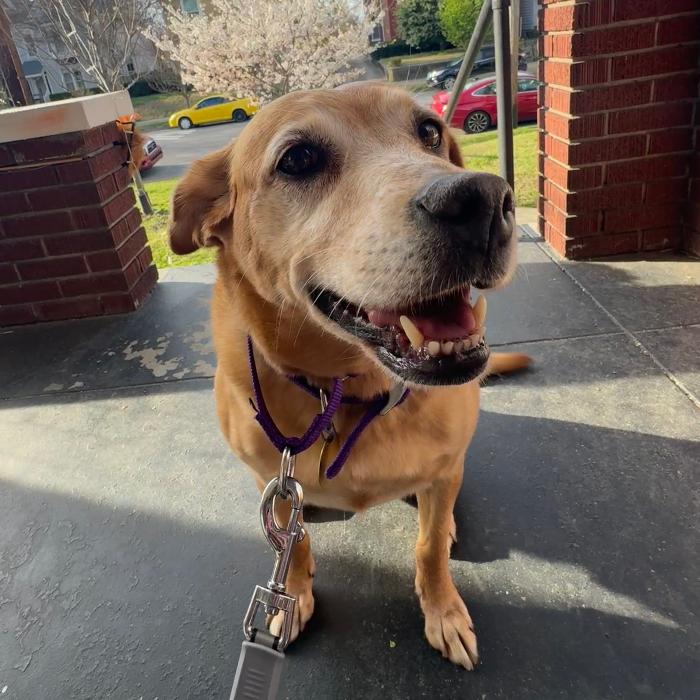 Cyclone #6783, Adoptable, Adult Female Labrador Retriever.