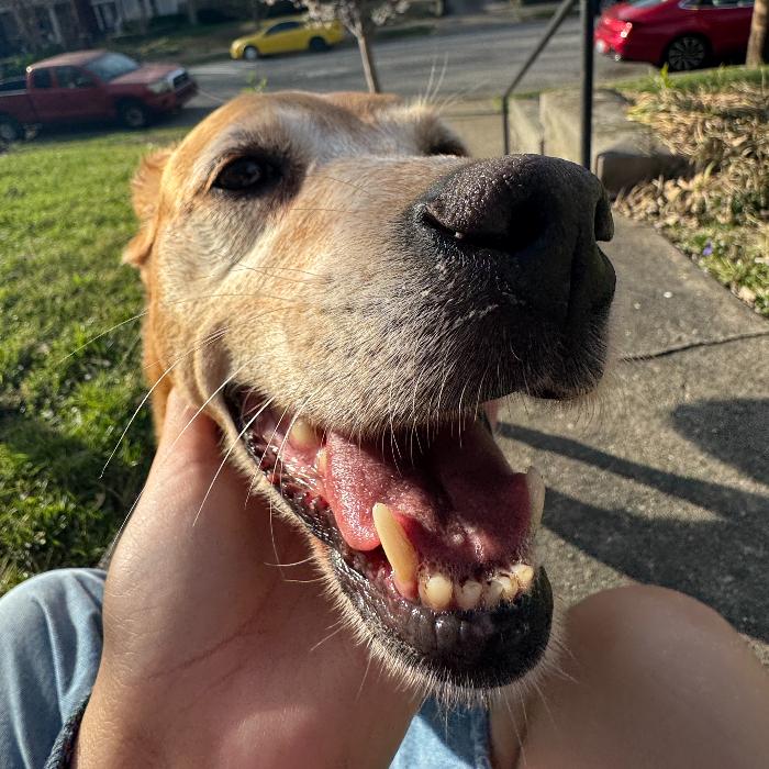 Enlarge Cyclone #6783, a Adoptable mixed breed in Louisville, KY image 2/6