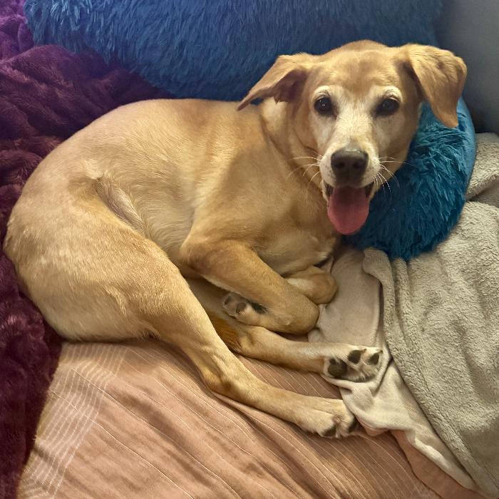 Cyclone #6783, Adoptable, Adult Female Labrador Retriever.