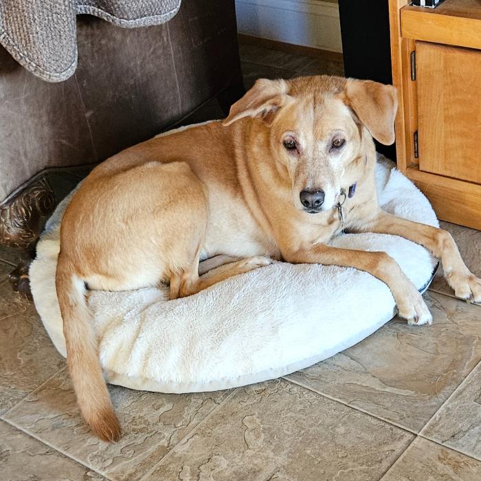 Enlarge Cyclone #6783, a Adoptable mixed breed in Louisville, KY image 2/6