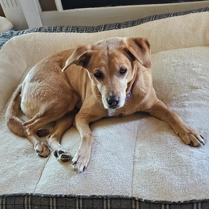 Enlarge Cyclone #6783, a Adoptable mixed breed in Louisville, KY image 3/6