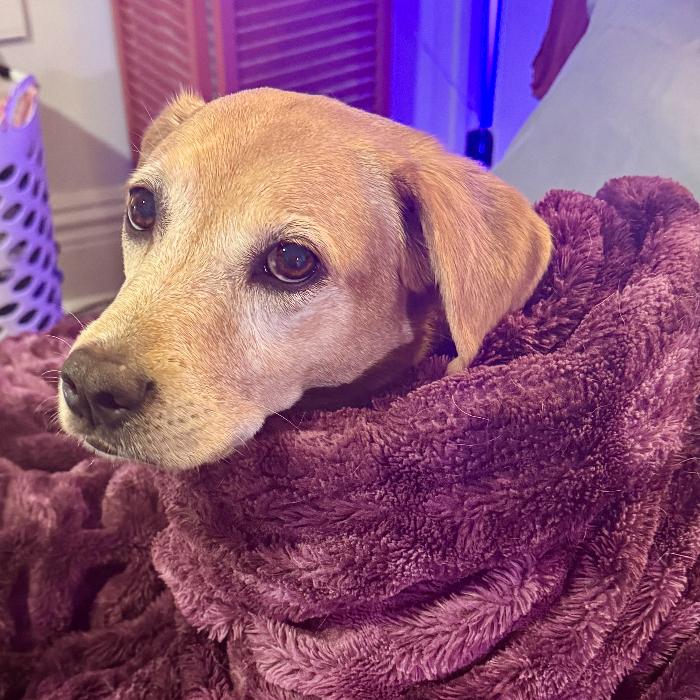 Cyclone #6783, Adoptable, Adult Female Labrador Retriever.