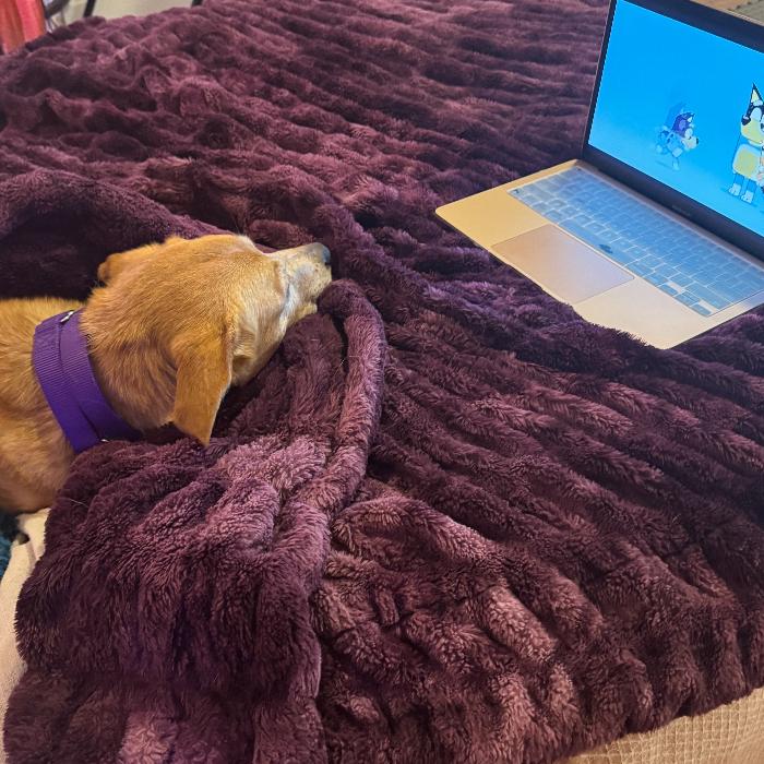 Cyclone #6783, a Adoptable mixed breed in Louisville, KY image 2/3