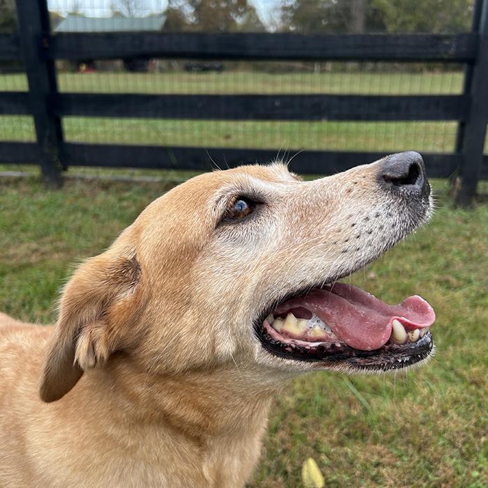 Enlarge Cyclone #6783, a Adoptable mixed breed in Louisville, KY image 4/6