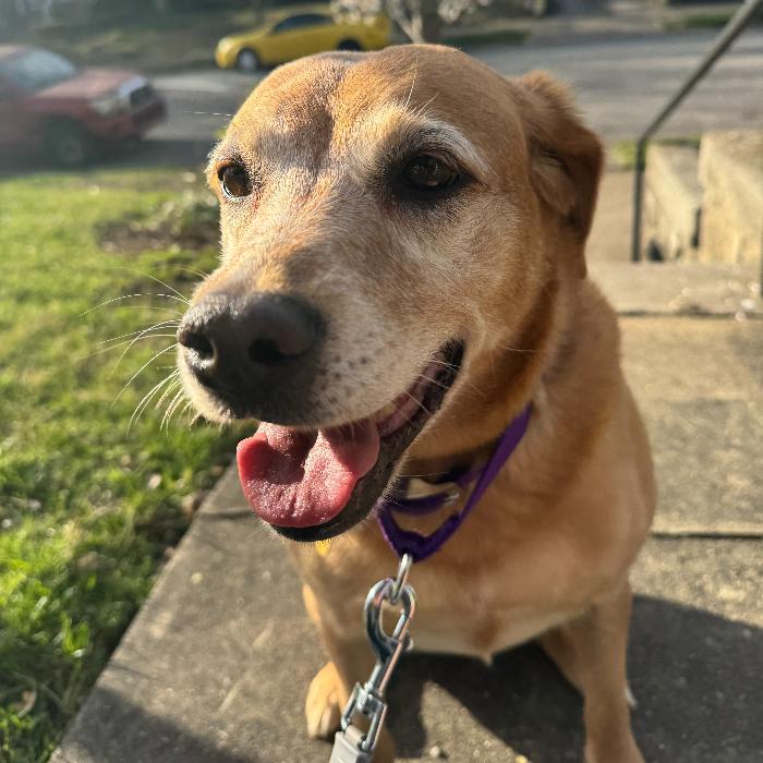 Enlarge Cyclone #6783, a Adoptable mixed breed in Louisville, KY image 6/6