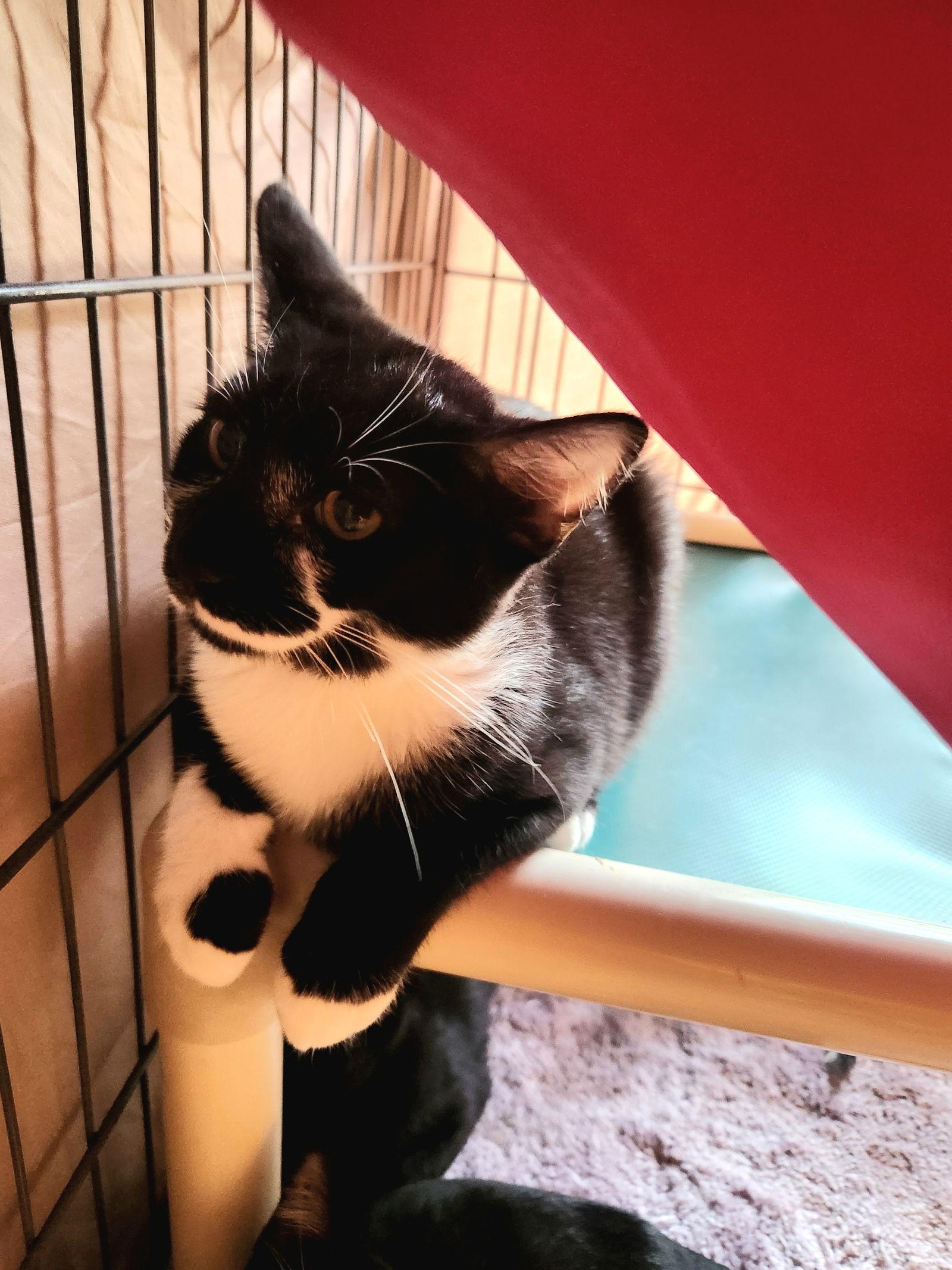 Lee, Adoptable, Young Male Domestic Short Hair.