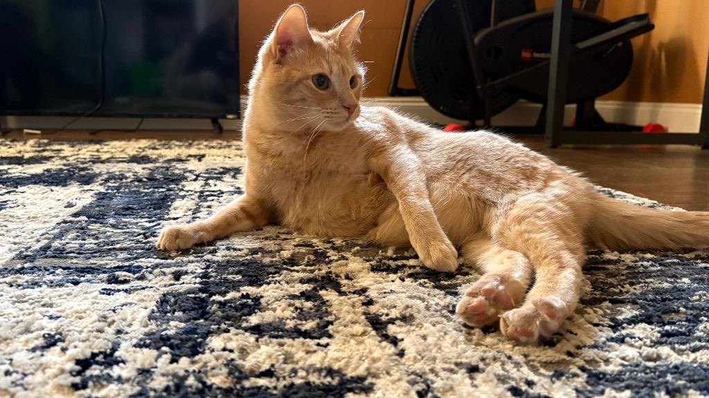 Enlarge Cookie (Bonded with Crumble), a Adoptable Domestic Short Hair in Lewisville, TX image 1/6