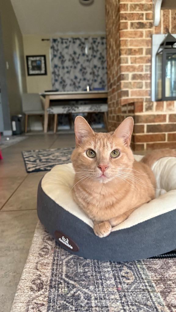 Cookie (Bonded with Crumble), a Adoptable Domestic Short Hair in Lewisville, TX image 1/6