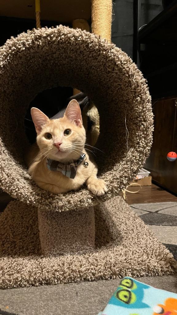 Cookie (Bonded with Crumble), a Adoptable Domestic Short Hair in Lewisville, TX image 1/6