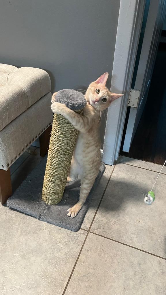 Enlarge Cookie (Bonded with Crumble), a Adoptable Domestic Short Hair in Lewisville, TX image 2/6