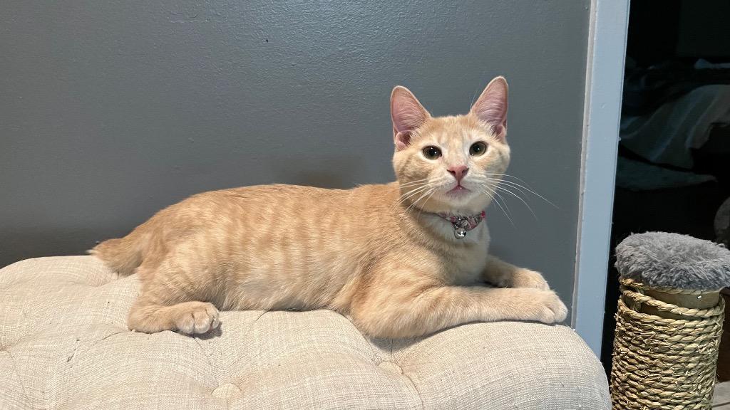 Cookie (Bonded with Crumble), Adoptable, Adult Female Domestic Short Hair.