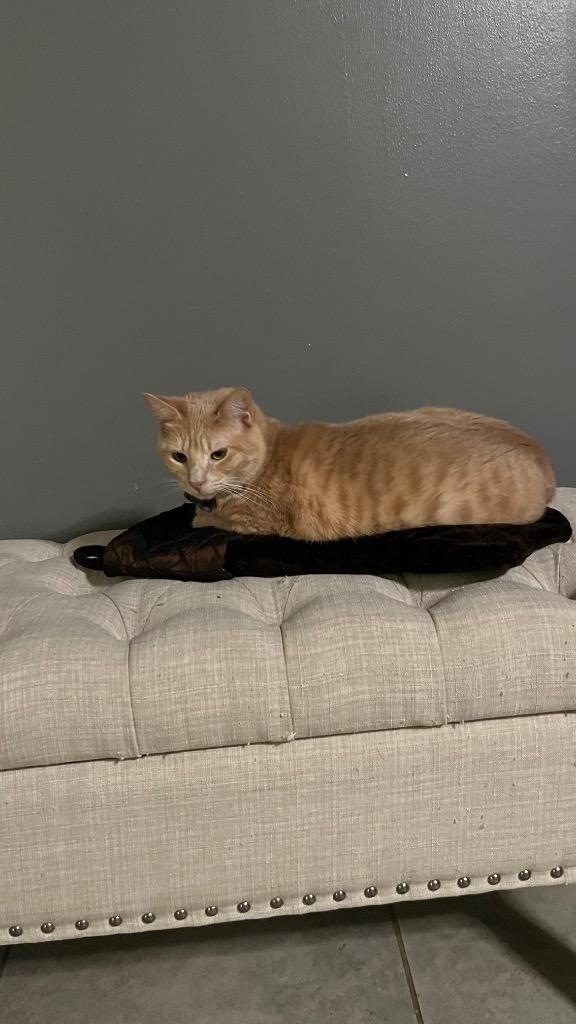 Cookie (Bonded with Crumble), a Adoptable Domestic Short Hair in Lewisville, TX image 4/6