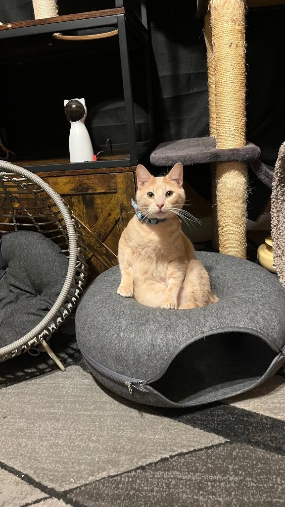 Cookie (Bonded with Crumble), a Adoptable Domestic Short Hair in Lewisville, TX image 5/6